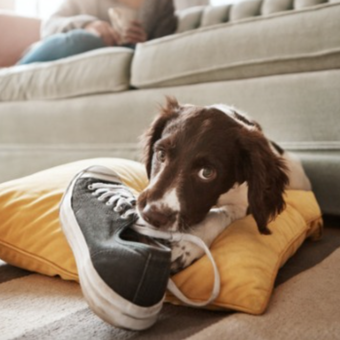 (currently in no collections) Pet Proofing